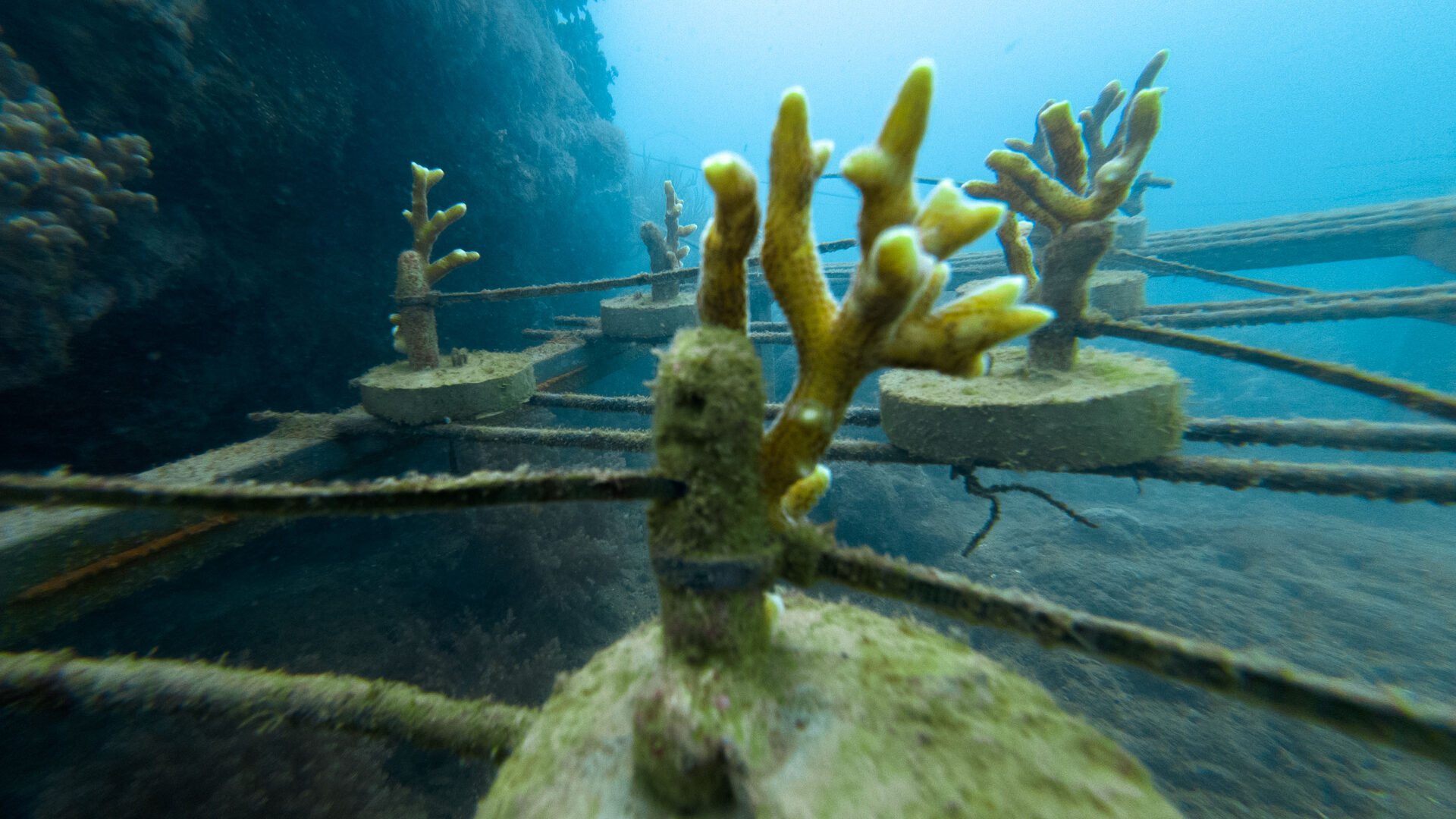 Coral farming progress