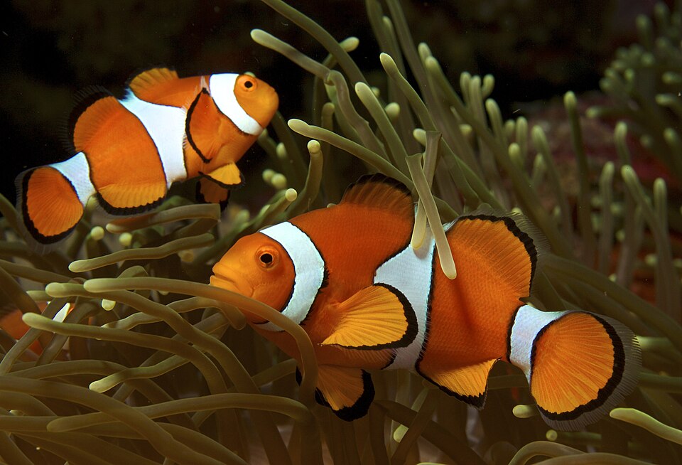 Clown fish (Amphiprion ocellaris)