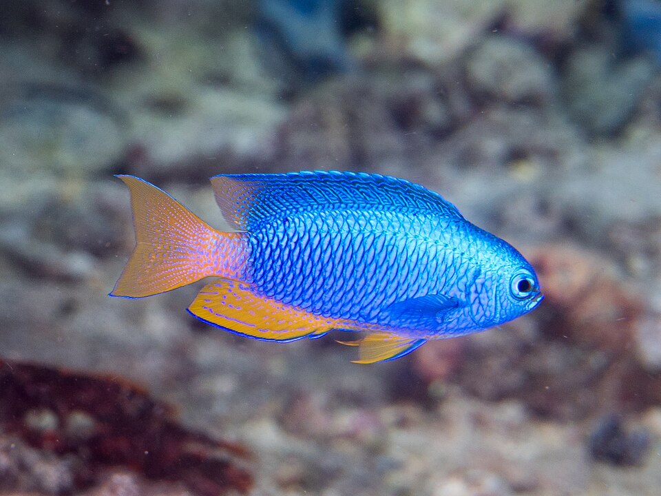 Neon damselfish (Pomacentrus coelestis)