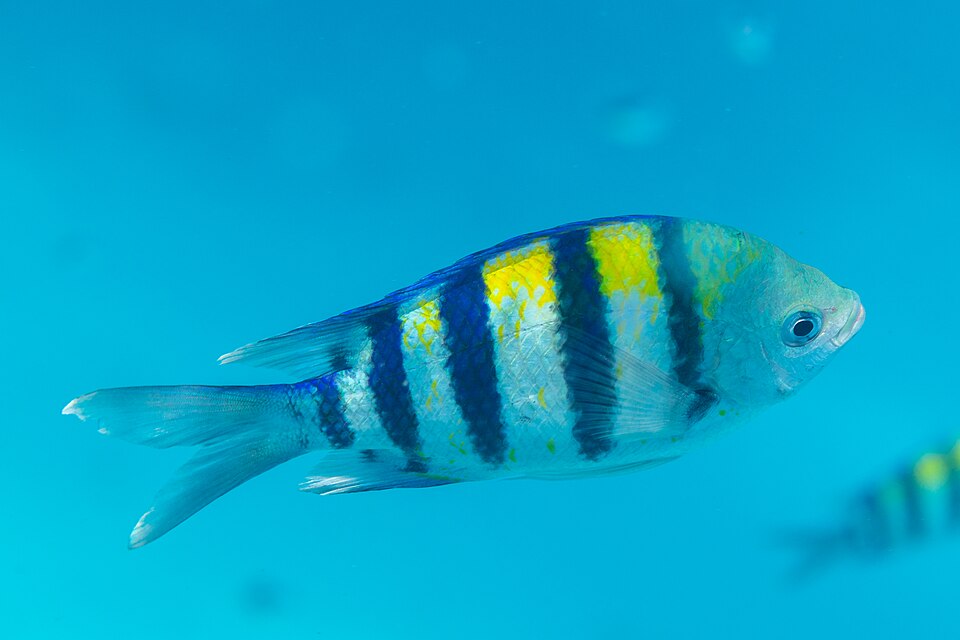 Abudefduf (sergeant major) (Abudefduf vaigiensis)