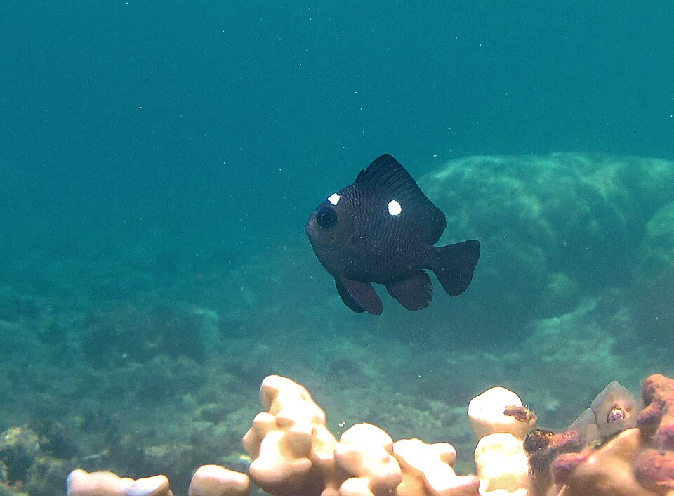 White tail damselfish (Dascyllus trimaculatus)