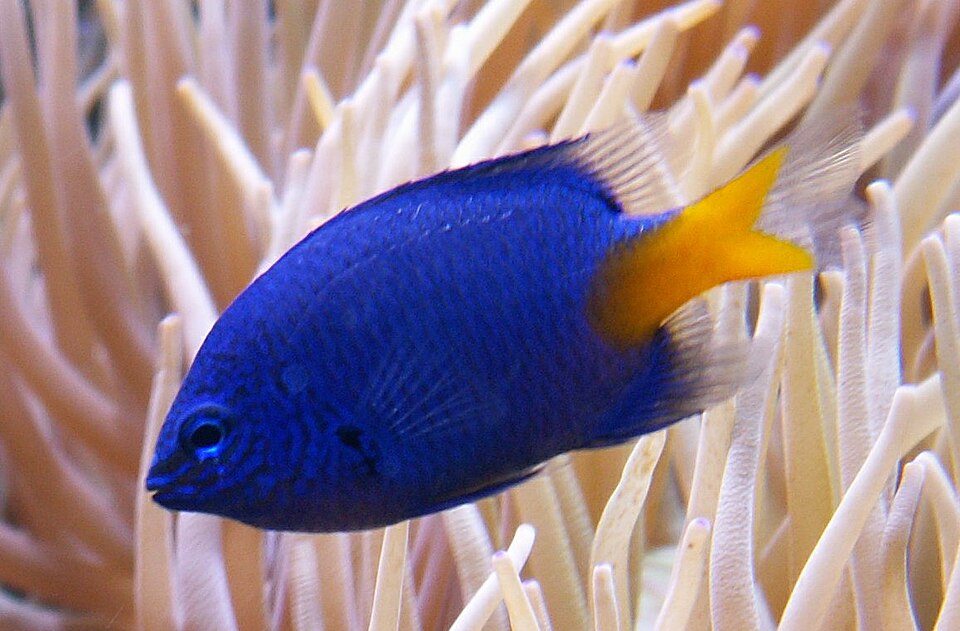 Yellow tail damselfish (Chrysiptera parasema)