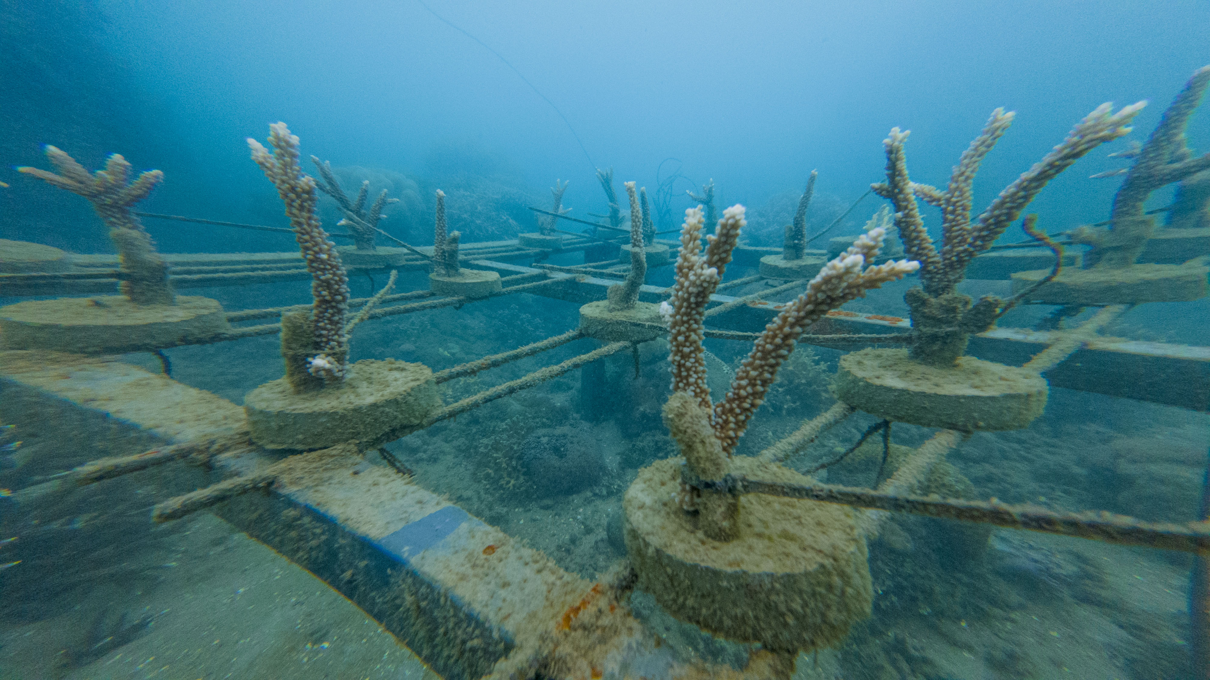 First Coral Tables